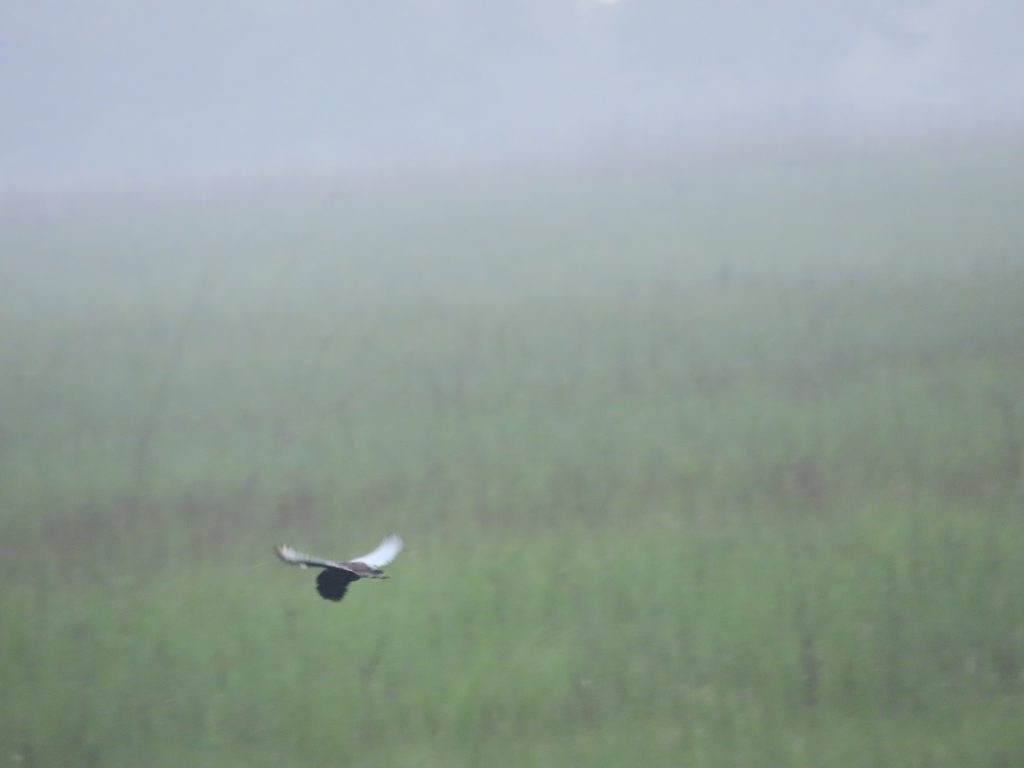 Bengal florican